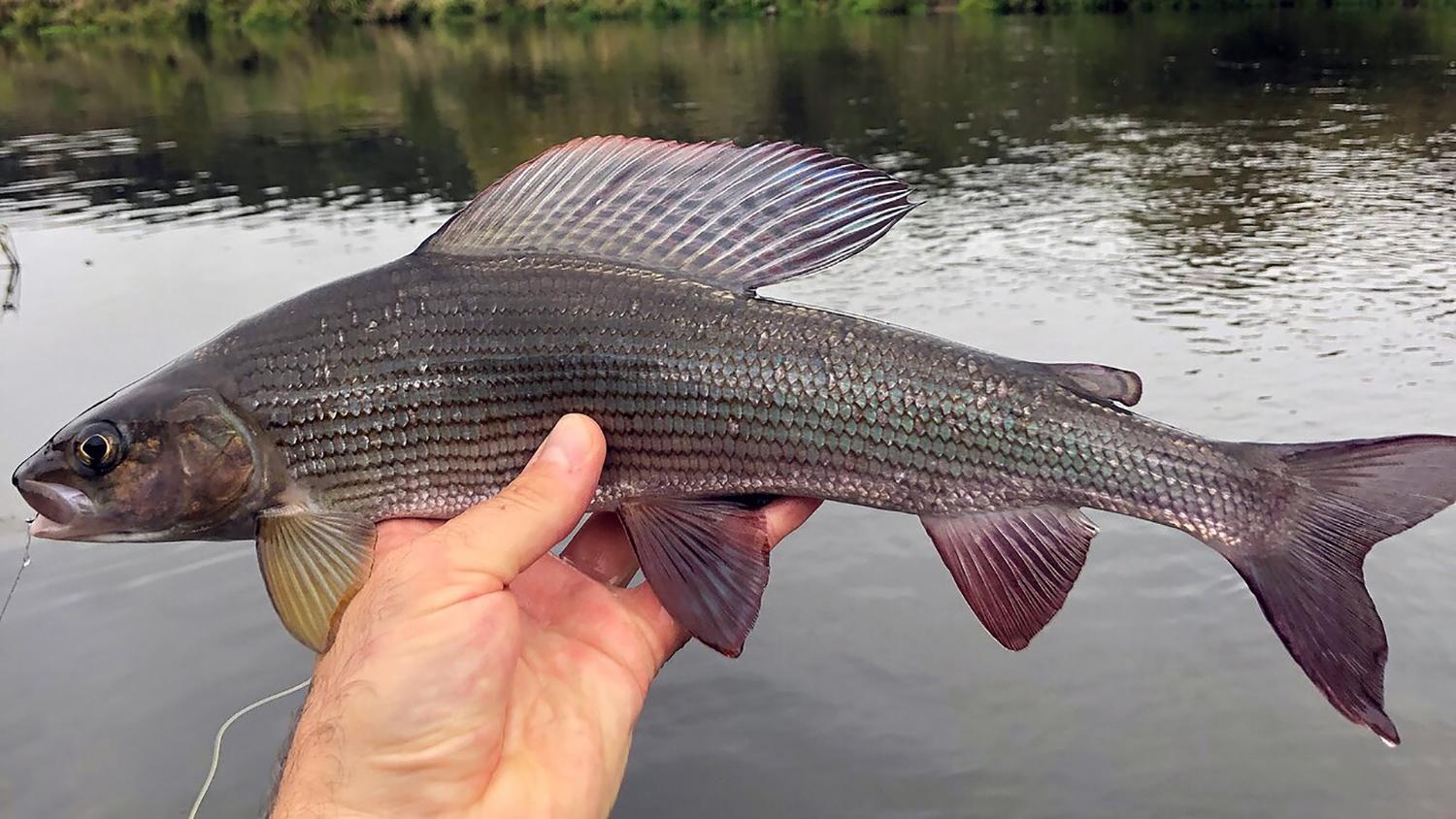 Draudžiama žvejoti kiršlius ir sterkus / Kiršlys – viena gražiausių žuvų Lietuvoje.