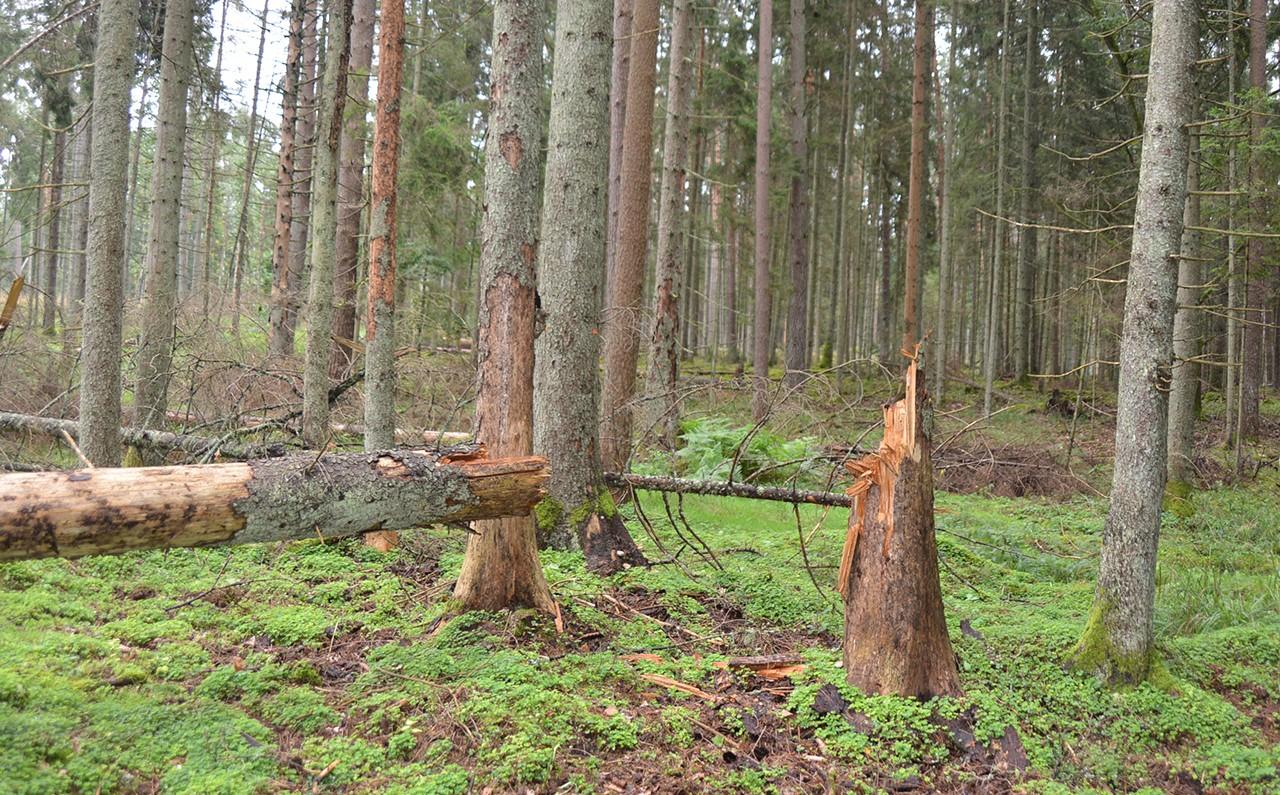 Eglių priešai – medžių liemenų kenkėjai / Mažyčiai kenkėjai miškams gali pridaryti didžiulių nuostolių.