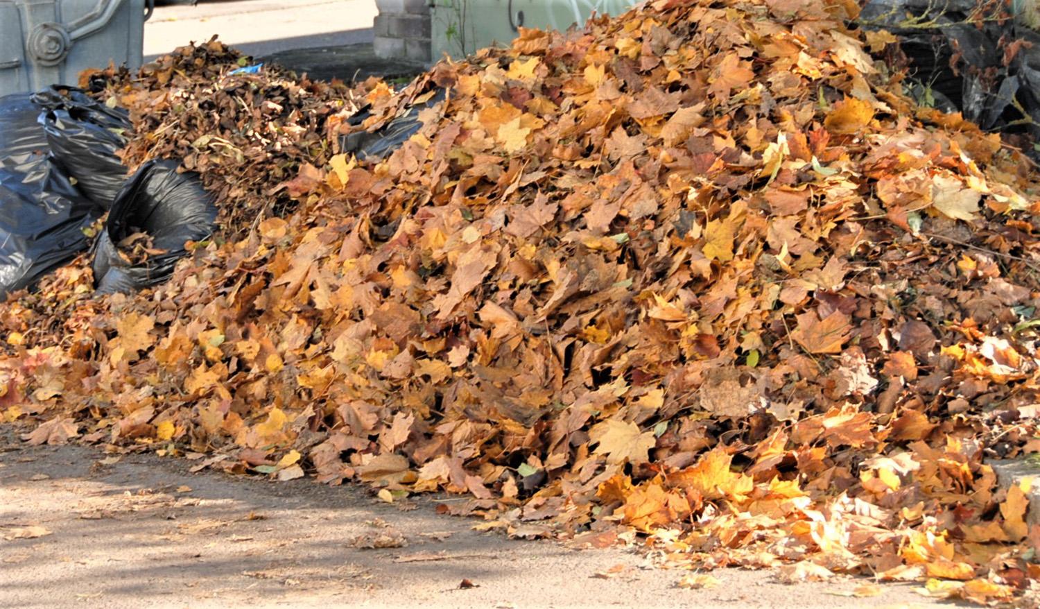 Gelbsti surenkant žaliąsias atliekas / Lapų krūvos – įprastas vaizdas rudenį. Gedimino Nemunaičio nuotr.