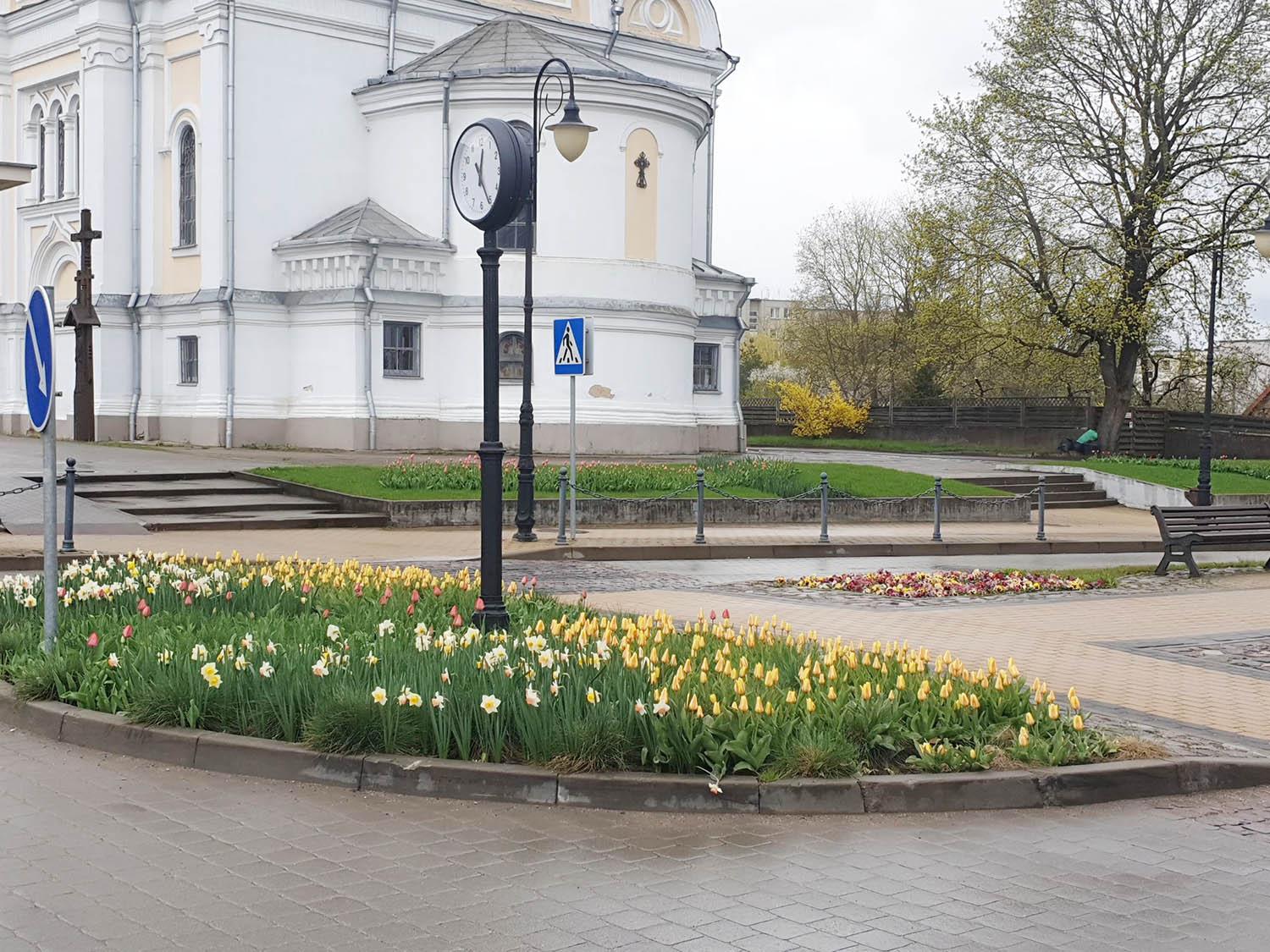Gėlės mieste žydi vėliau / Pavasarines gėles birželį pakeis vasarinės.  Skaistės Vasiliauskaitės-Dančenkovienės nuotr.