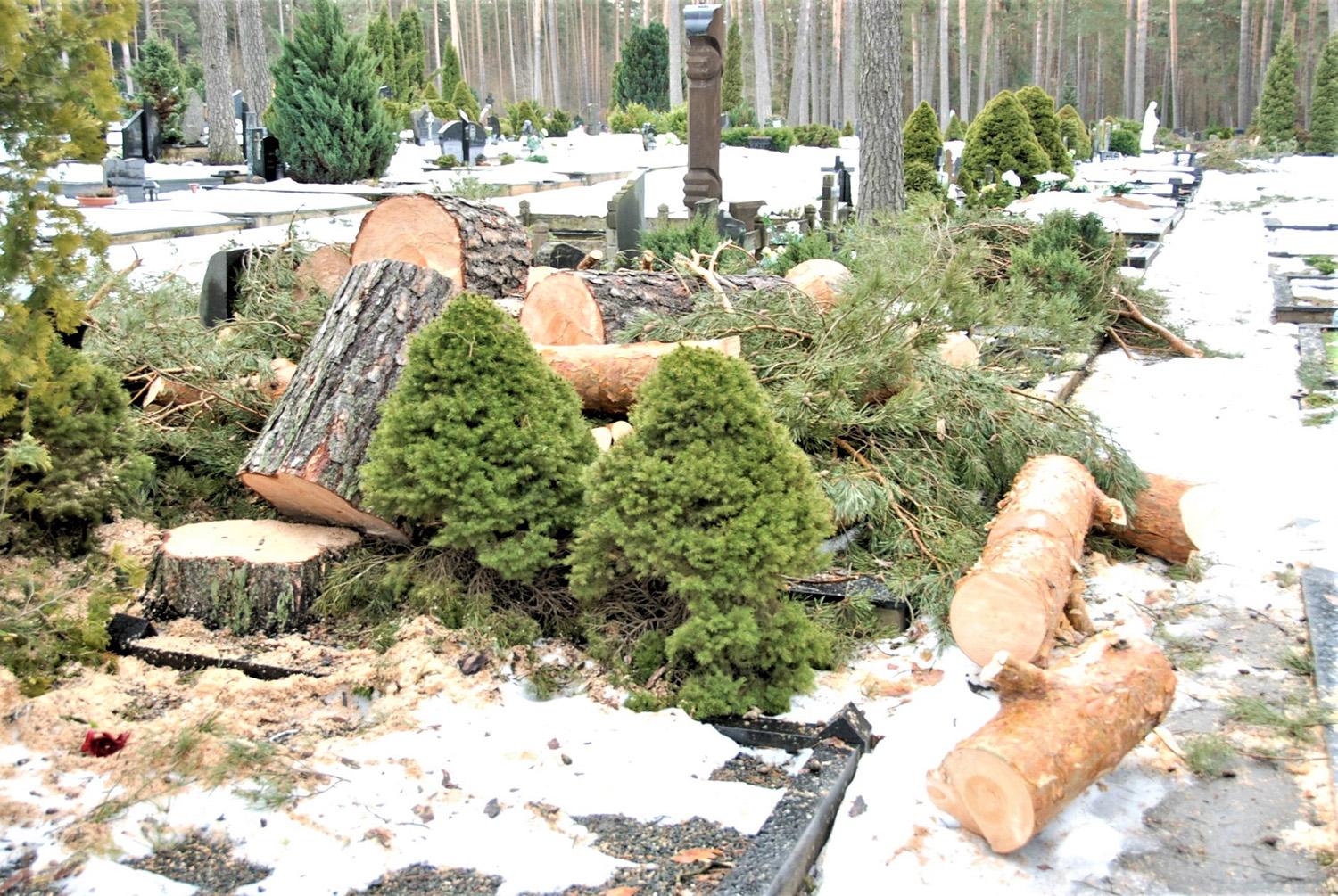Gyventojus papiktino ant kapų suversta mediena / Išpjautų medžių dalys paliktos tiesiog ant kapaviečių.  Gedimino Nemunaičio nuotr.