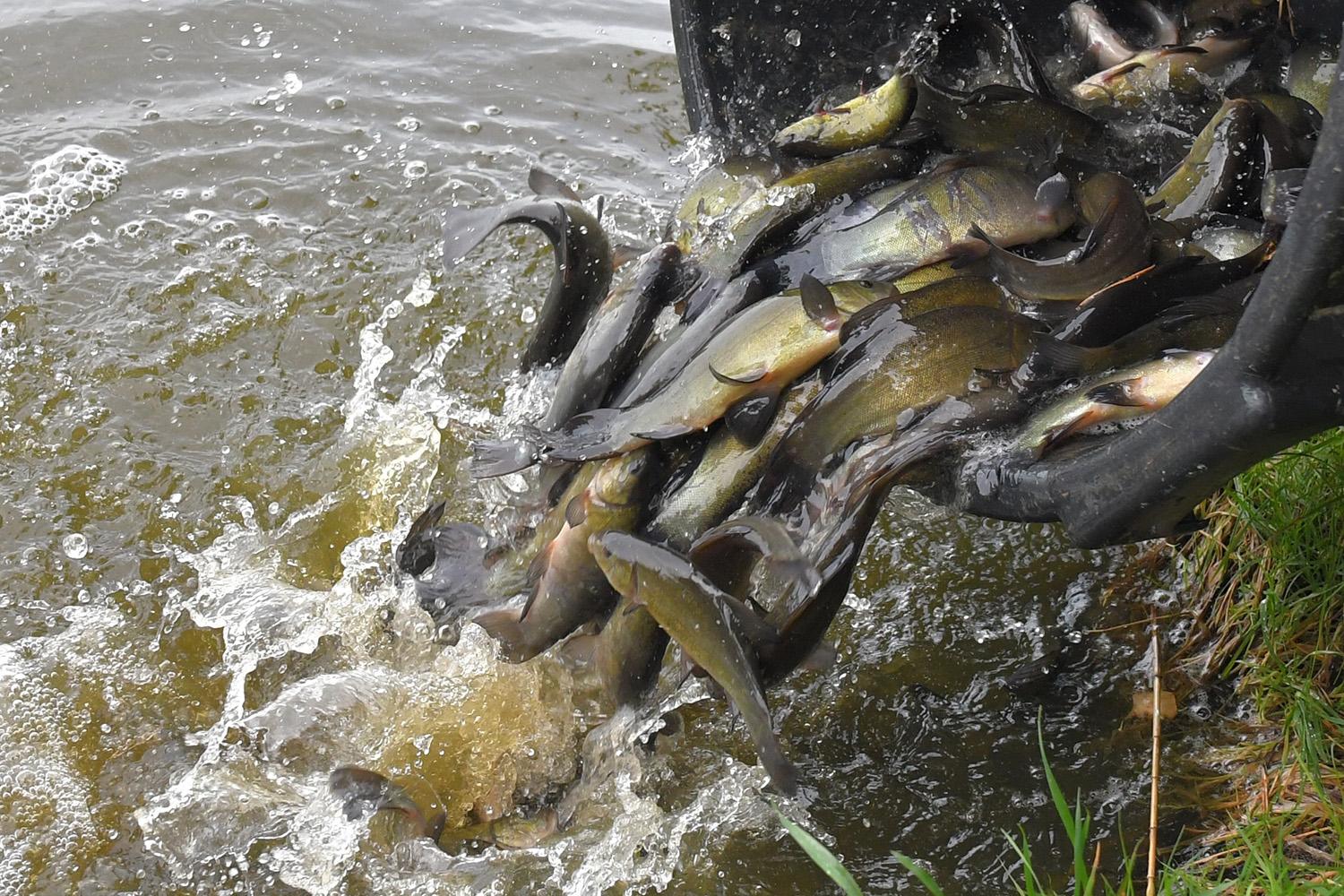 Į upes ir ežerus išleido milijonus žuvų jauniklių / Dirbtinis žuvų veisimas yra vienas efektyviausių žuvų išteklių palaikymo