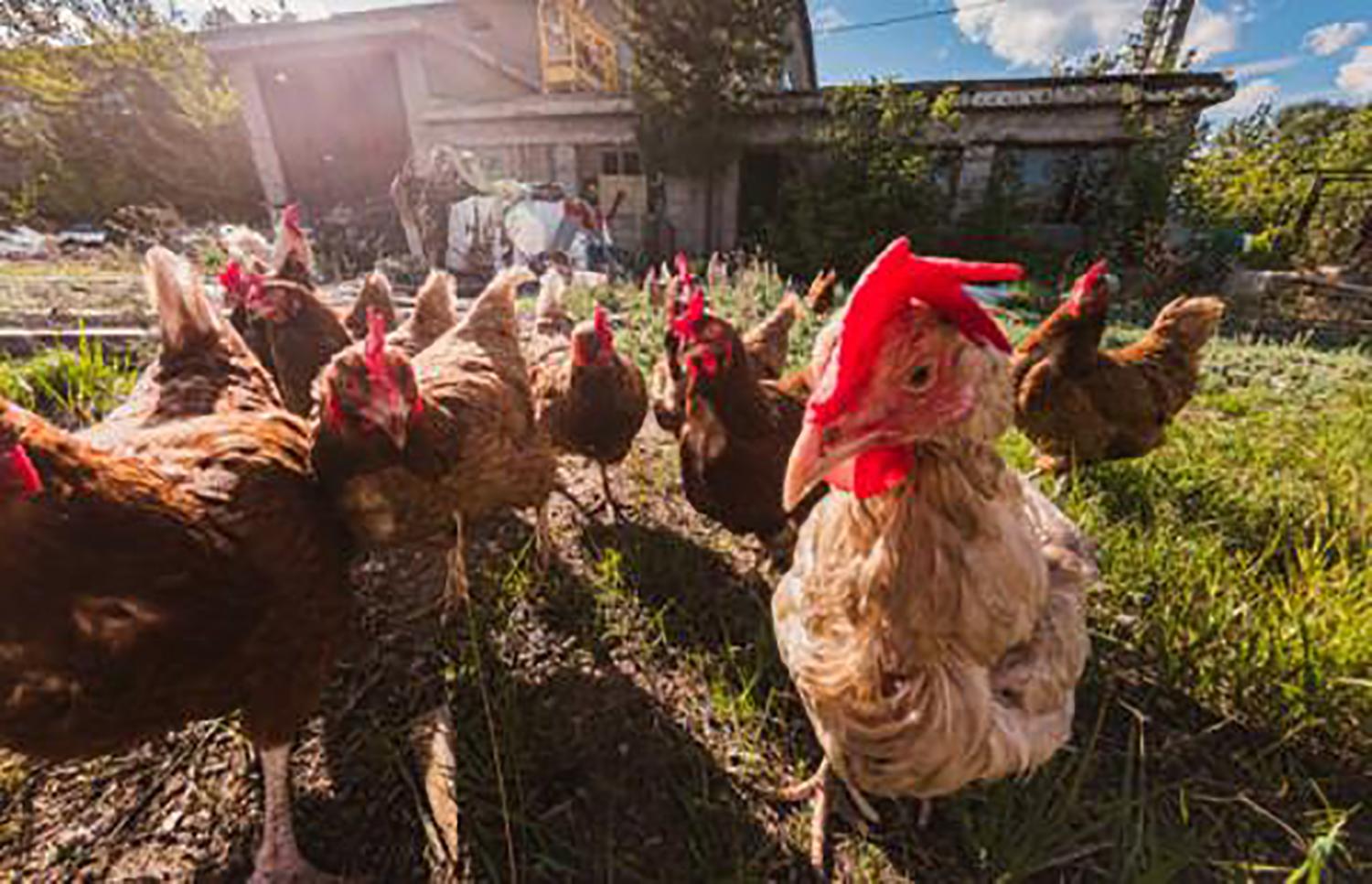 Įspėja: už tvoros gali tykoti paukščių gripas / Paukščių gripas – grėsmė naminiams paukščiams.