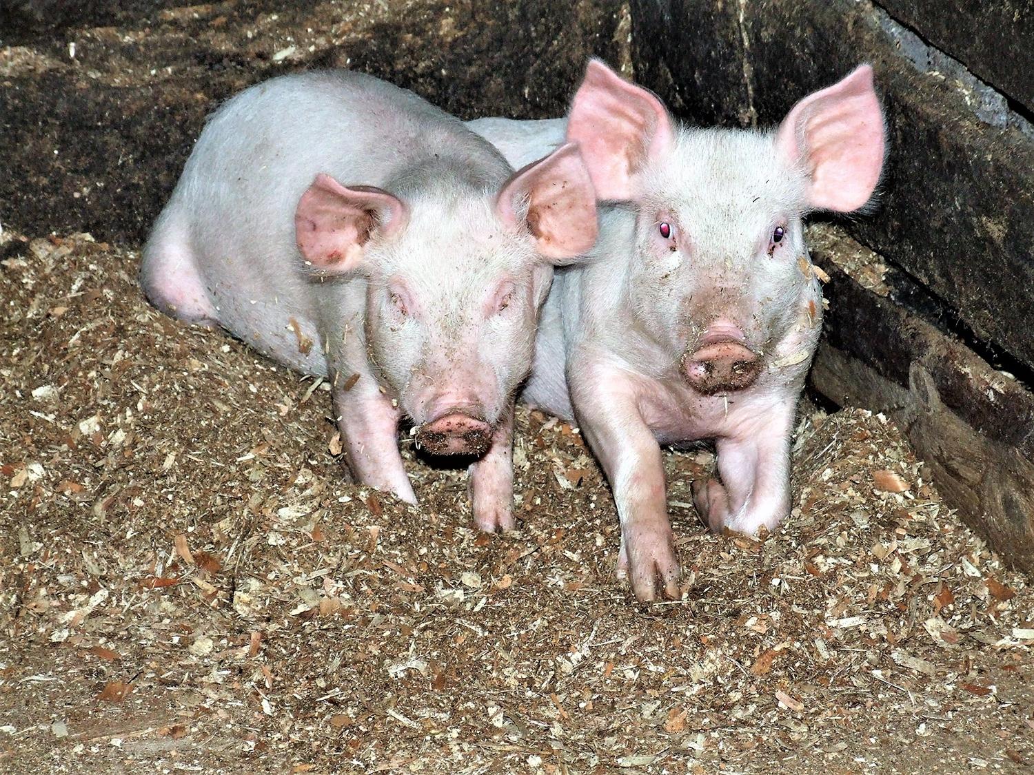 Kiaulės ūkiuose tampa retenybe / Nuotr. Nuo sausio 1 d. privalu iš naujo deklaruoti laikomus ūkinius gyvūnus. Gedimino Nemunaičio nuotr.