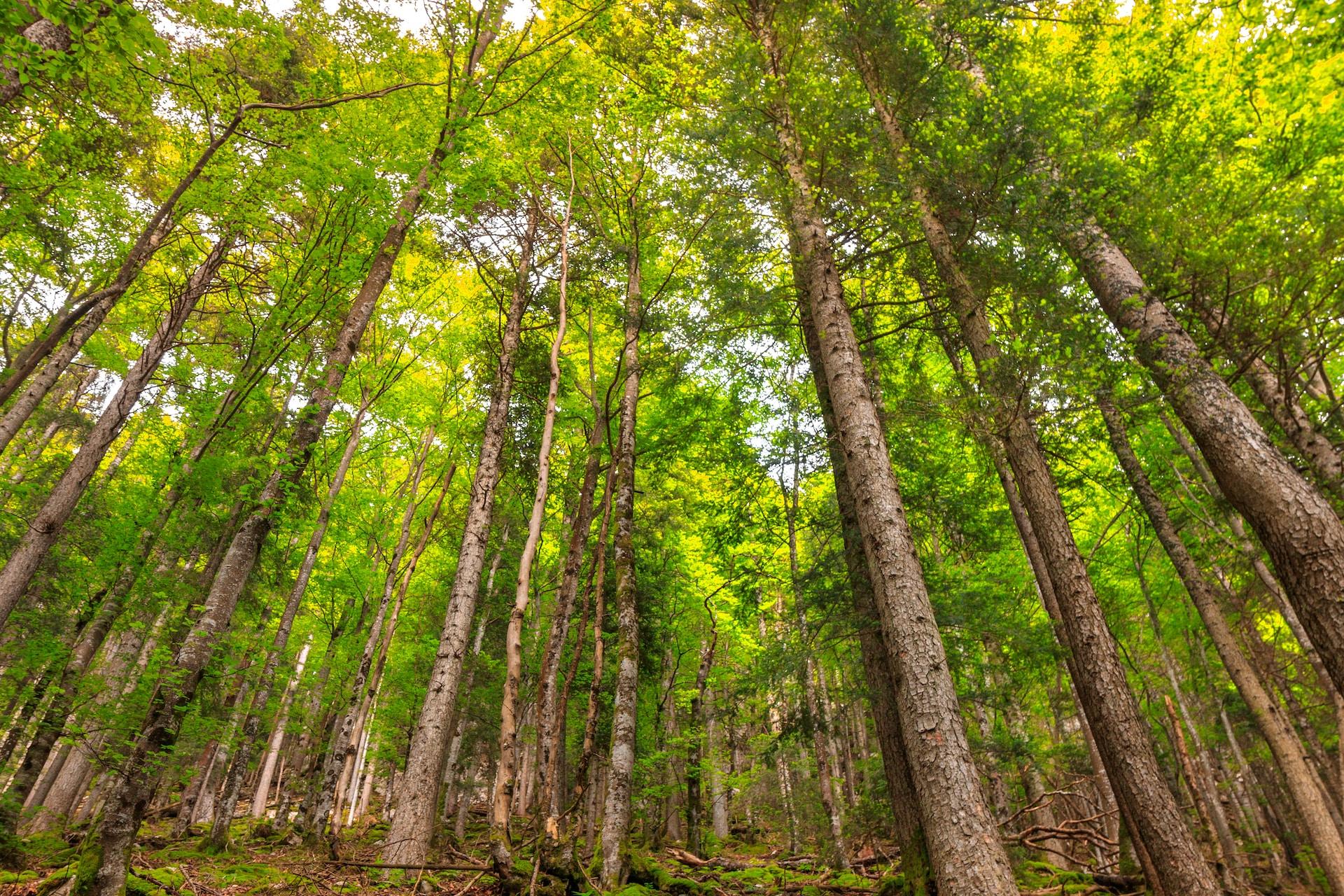 Koks yra miškų supirkimo procesas? /