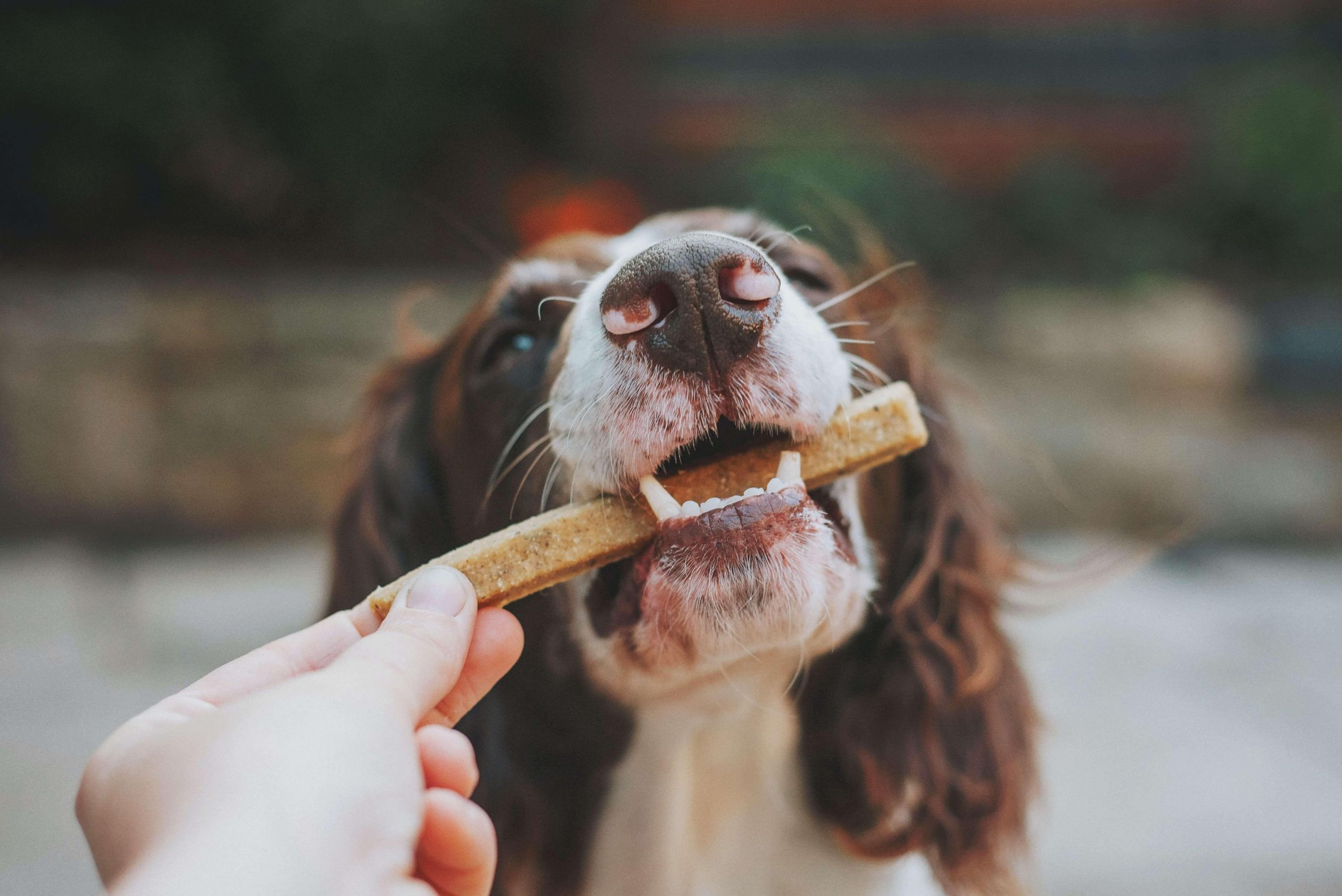 Kokybiškas šunų maistas – kaip pasirinkti ir ko vengti? /