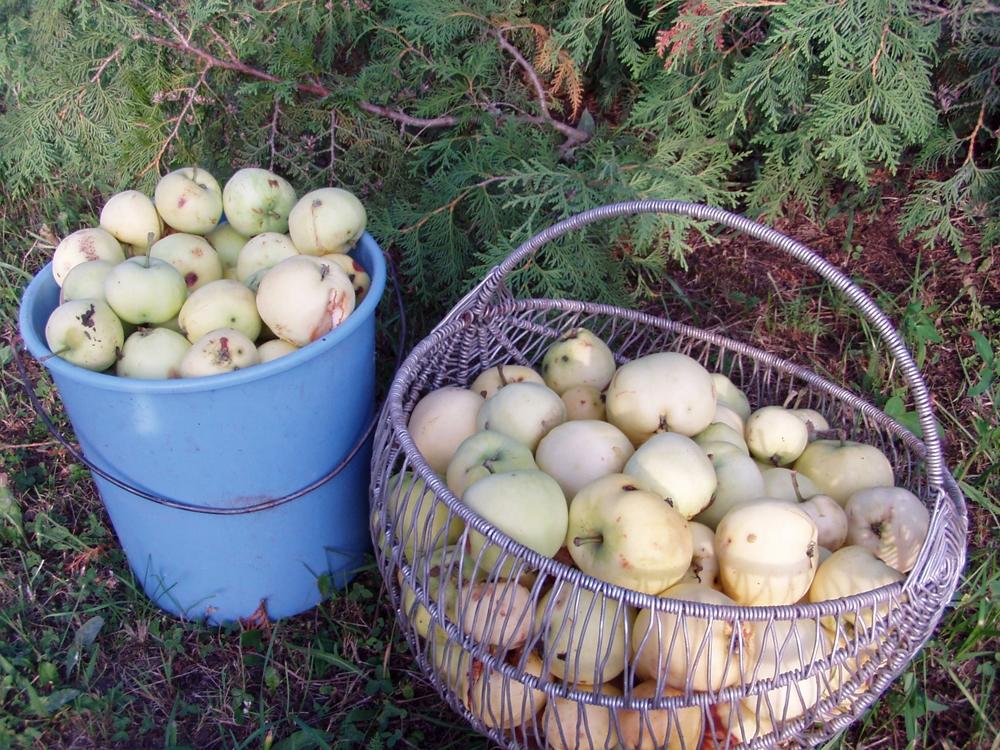 Lietuviškų obuolių kainos priklausys nuo lenkų / Autorės nuotr. Sodininkai sako