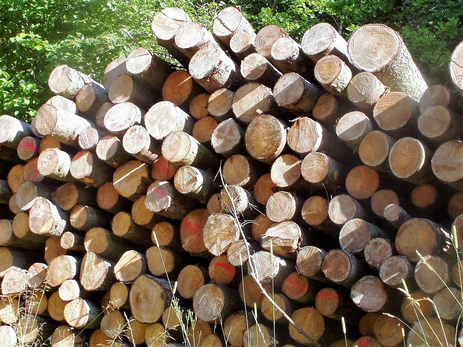 Medienos krizė įsibėgėja – pirkėjai stabdo pirkimus / Šiuo metu Valstybinių miškų urėdija medienos ruošos darbus koncentruoja vėjavartoms sutvarkyti.