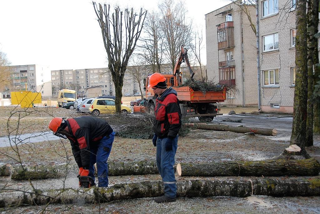 Miesto gatvėse – genėjimo ir pjovimo darbai / Išpjaunami medžiai
