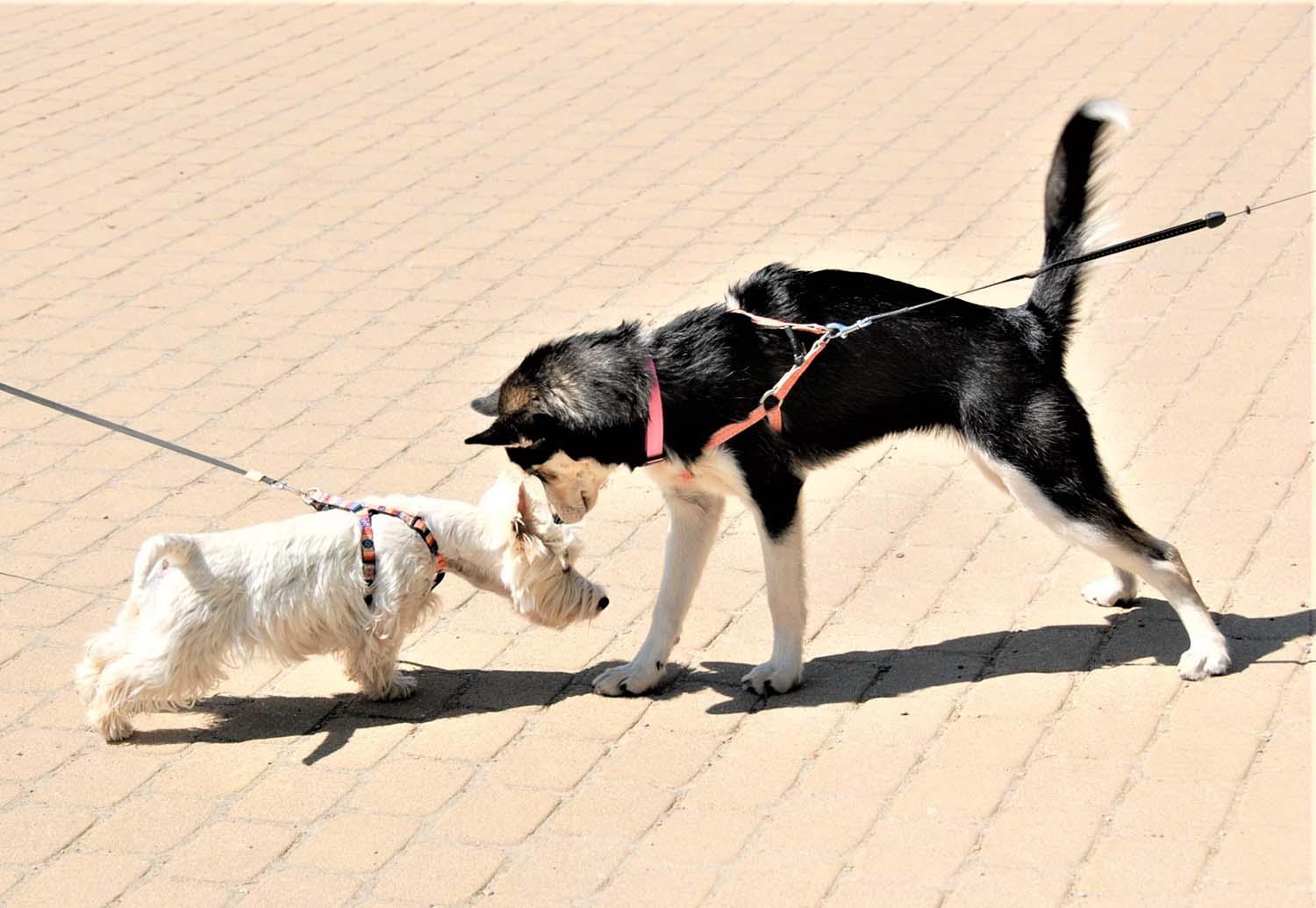 Mirtina grėsmė – plintantis šunų parvovirusas / Parvovirusas pavojingiausias šuniukams iki vienų metų.    Gedimino Nemunaičio nuotr.
