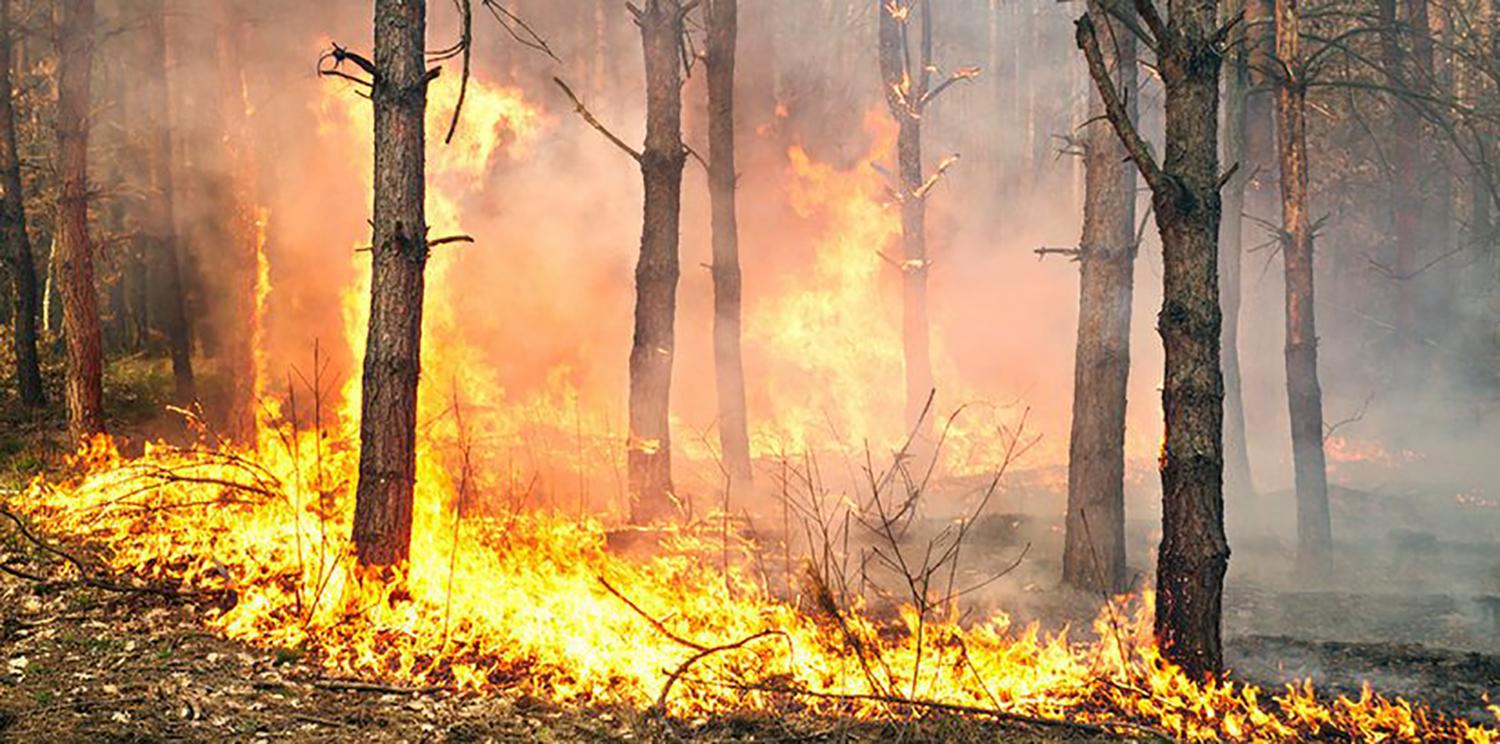Miškininkai įspėja: žolės deginimas – pagrindinė miško gaisrų priežastis /