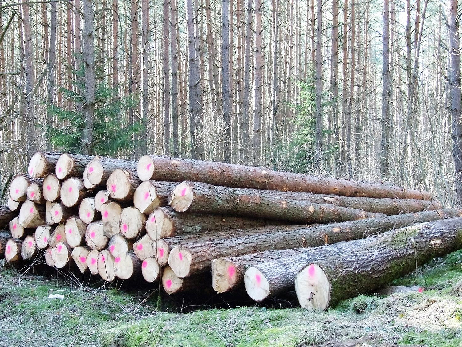 Miškų urėdijoje – nežinomybės nuotaikos / Didmeninė prekyba valstybiniuose miškuose pagaminta mediena ir miško kirtimo liekanomis bus vykdoma per elektroninę sistemą organizuojant aukcionus. Gedimino Nemunaičio nuotr.