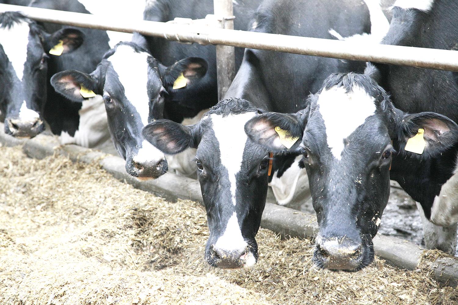 Nacionalinė parama pieno gamintojams – jau netrukus / Ričardo Pasiliausko nuotr.