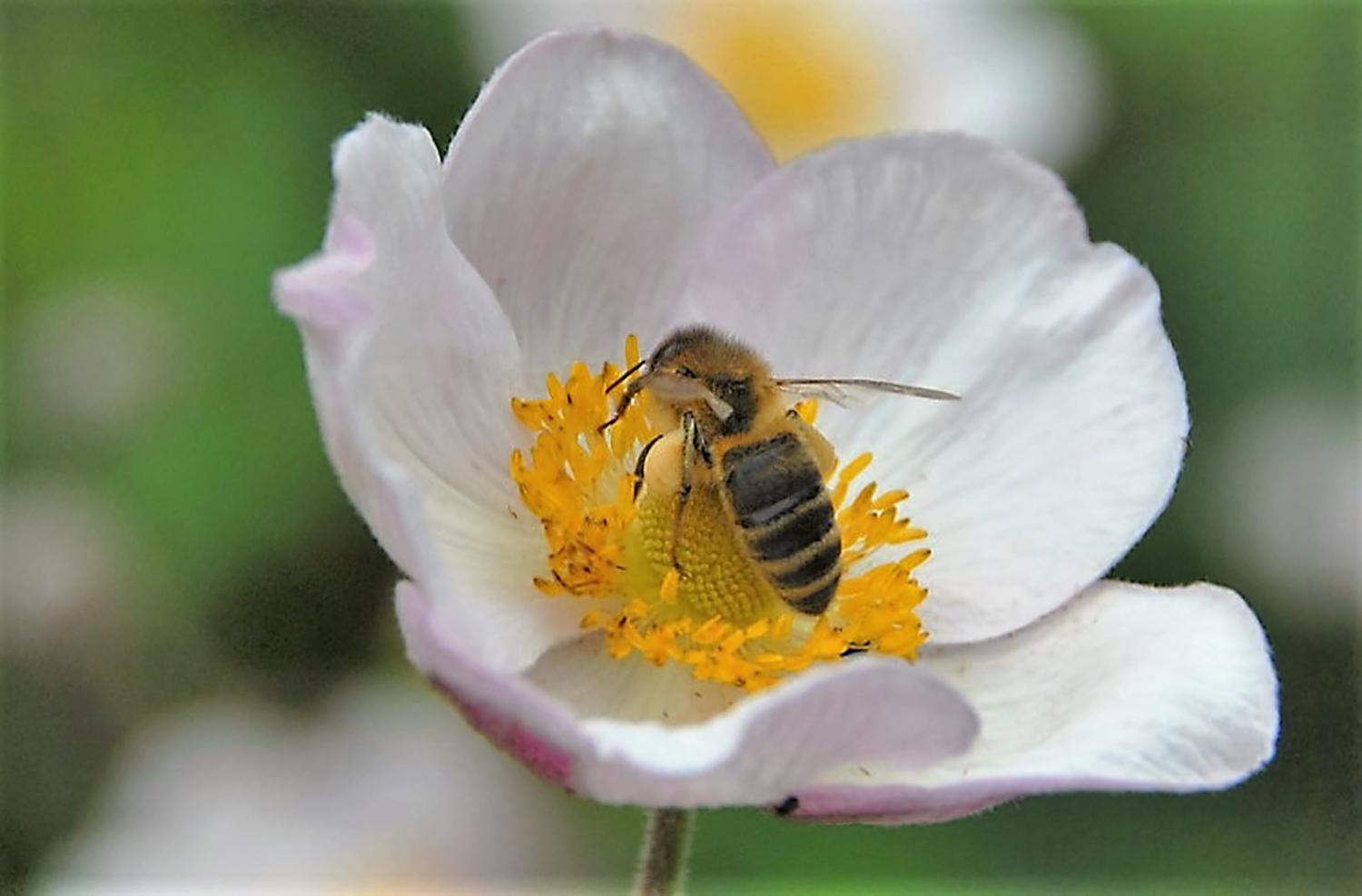 Paklydusių bičių niekam nereikia / Bitės – naudingi vabzdžiai. Jei tik nenutaria įsikurti jūsų palangėje.