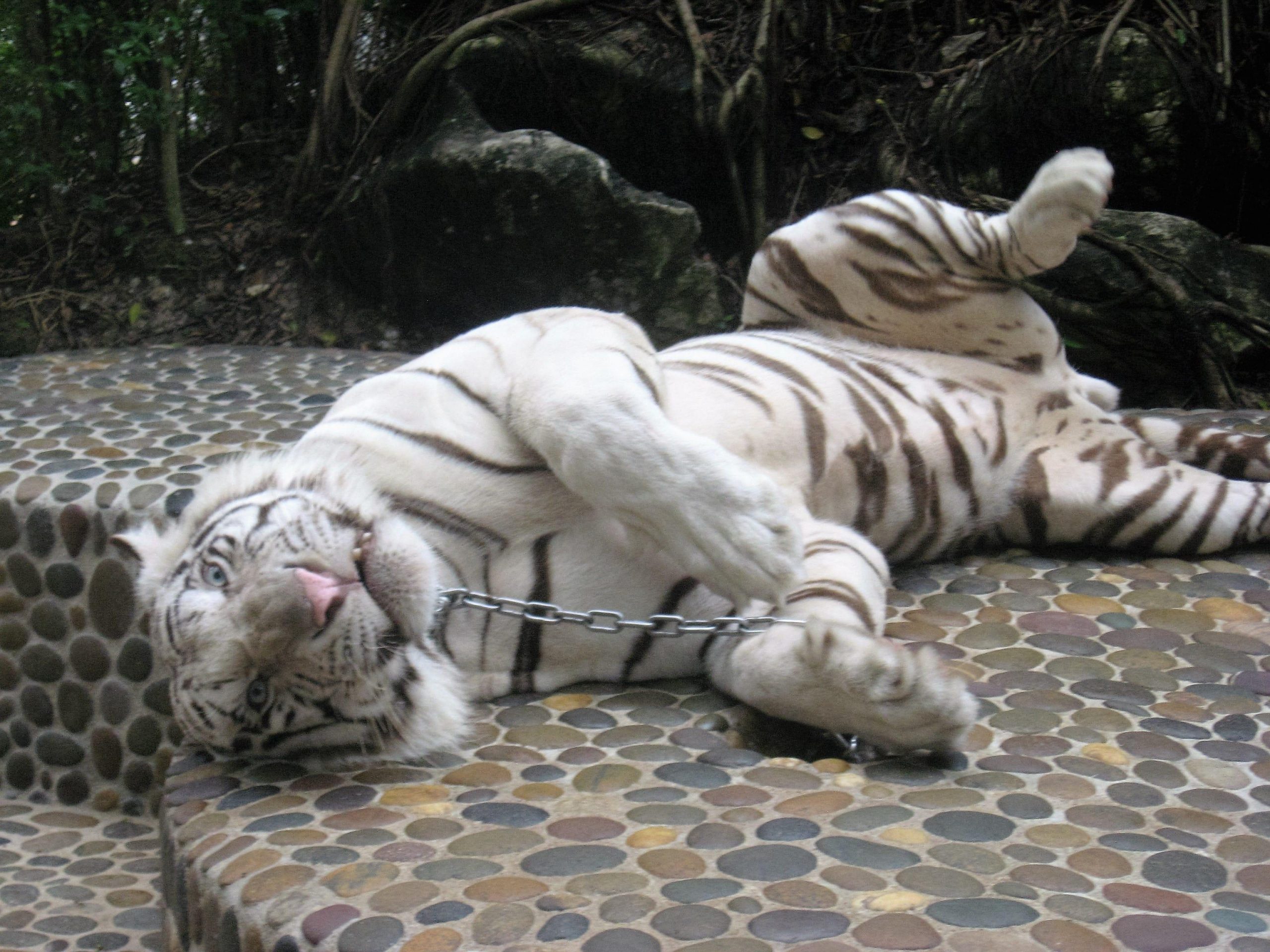 Pasaulinę aplinkos dieną zoologijos sode lankykitės nemokamai / Tigras