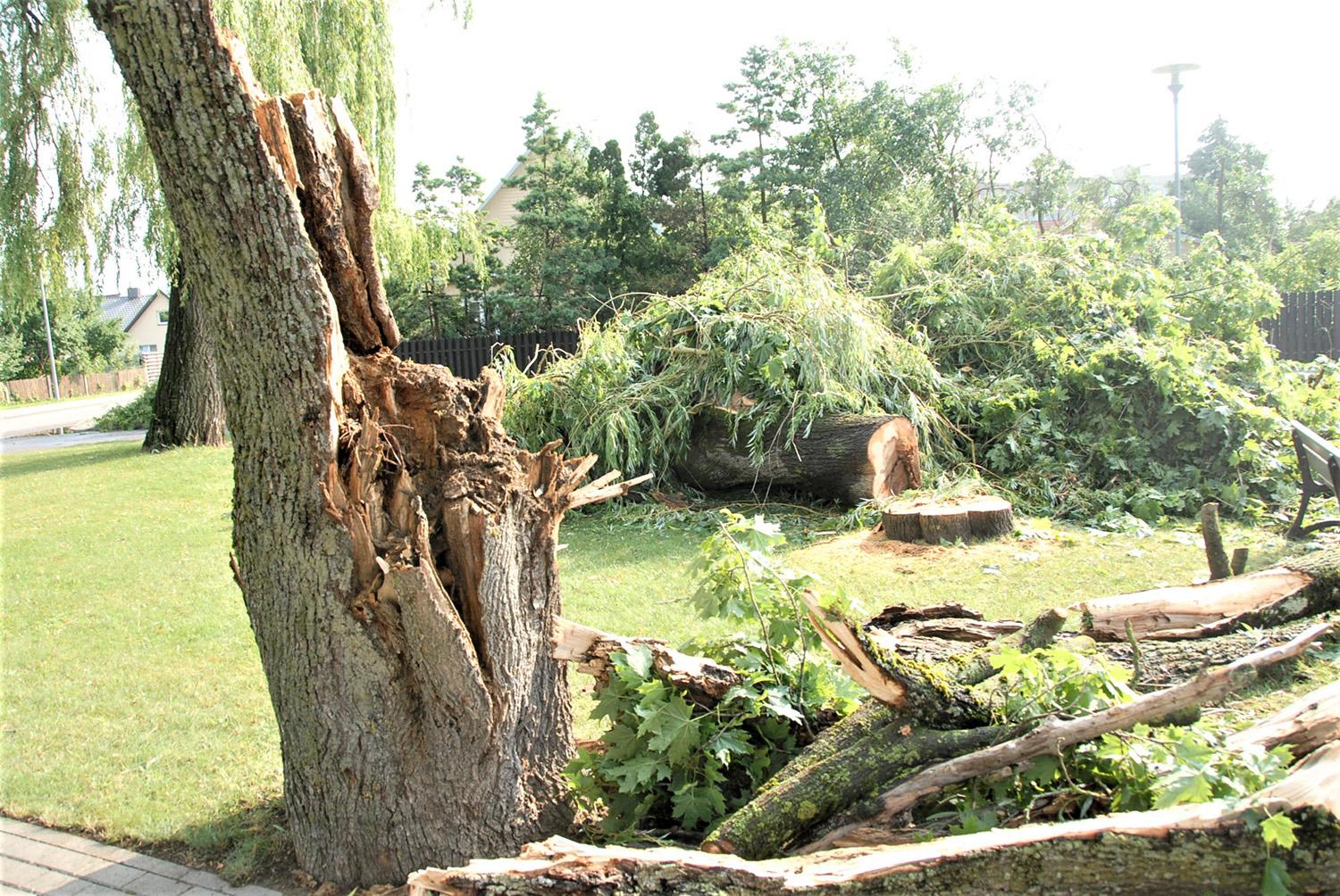 Pažeisti medžiai kelia grėsmę / Kai kurie medžiai po audros nukentėjo itin smarkiai.  Gedimino Nemunaičio nuotr.
