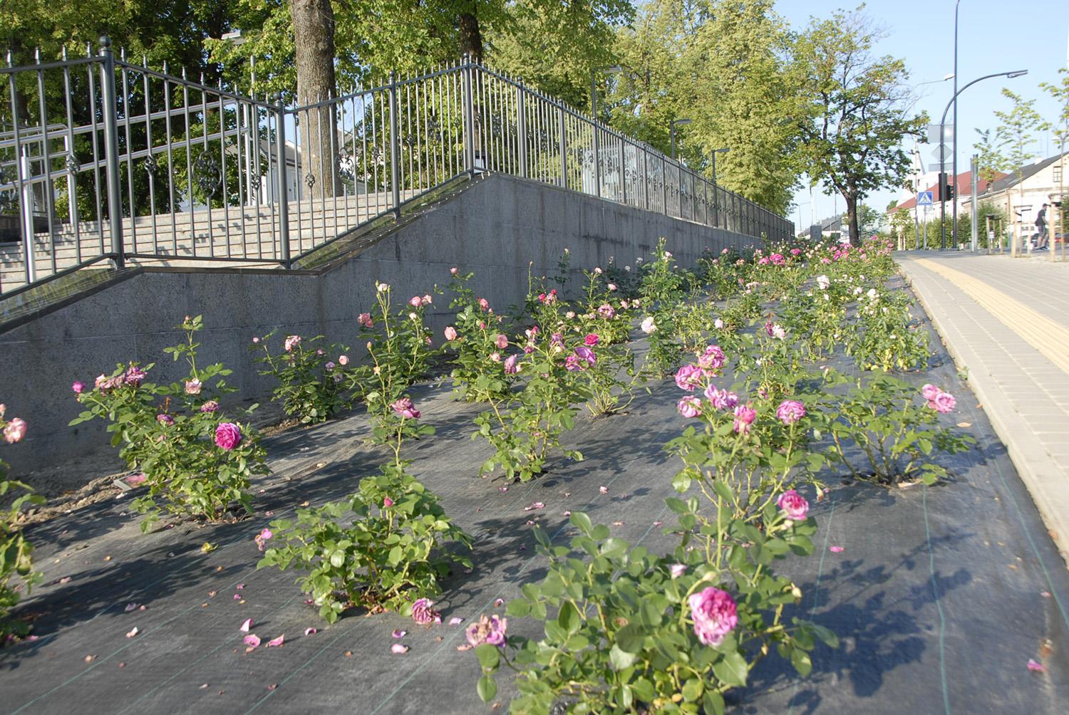 Pernai miesto centre įrengtą rožyną teko naikinti / Gedimino Nemunaičio nuotr. Tikėtasi