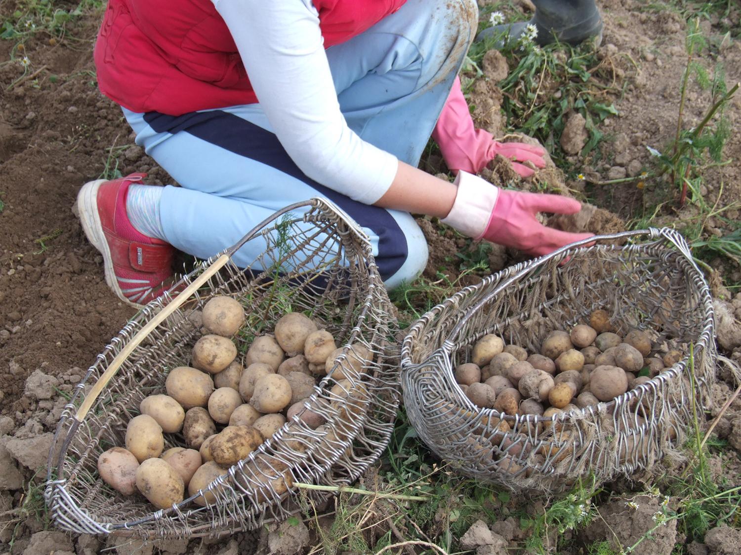 Rajono ūkininkai bulvių augina negausiai / Gedimino Nemunaičio nuotr. Rugsėjis – bulviakasio metas.