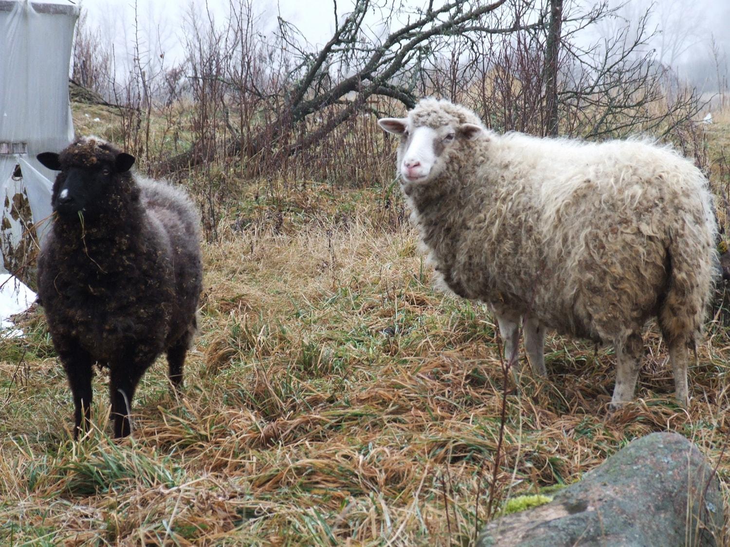 Ryžosi gyvenimo pokyčiams – pradėjo auginti avis / Gedimino Nemunaičio nuotr. Bandoje daugiausiai – Lietuvos juodmargės.