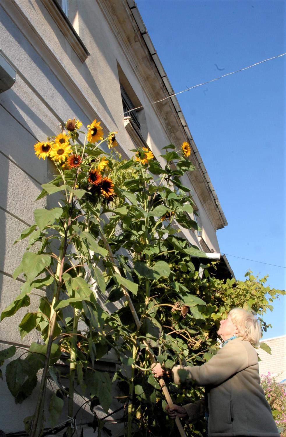 Saulėgrąžos pasiekė antro aukšto langus / Grindinio plyšyje pasėtos saulėgrąžų sėklos tapo milžiniškais augalais.