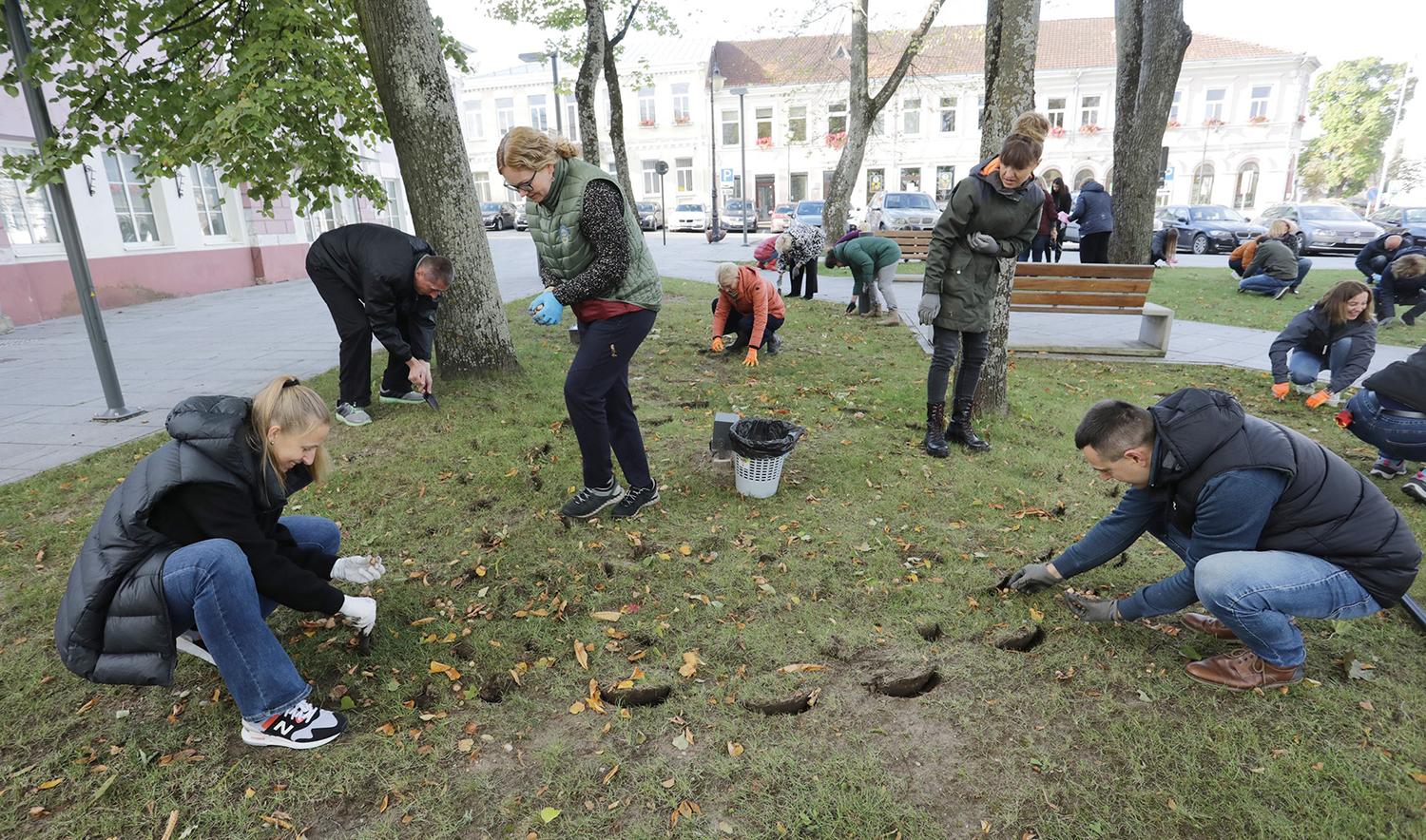 Savivaldybės darbuotojai miesto centre pasodino krokų / Dainiaus Vyto nuotr. Vietos savivaldos dieną Ukmergėje buvo surengta krokų sodinimo talka.