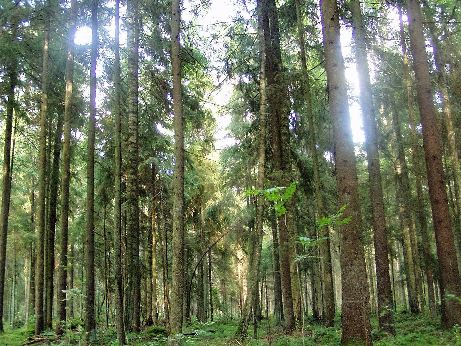 „Sengirės fondas“ kviečia saugoti miškus /
