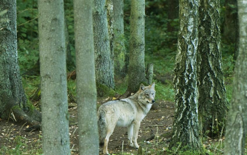 Siūloma nustatyti 282-iejų vilkų sumedžiojimo limitą /