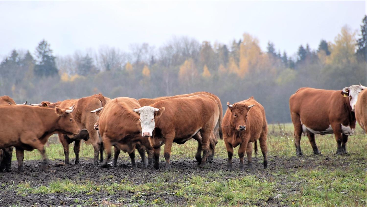 Teikia paramą įsigyjantiems grynaveislius ūkinius gyvūnus / Gedimino Nemunaičio nuotr. Įsigijus grynaveislių ūkinių gyvūnų