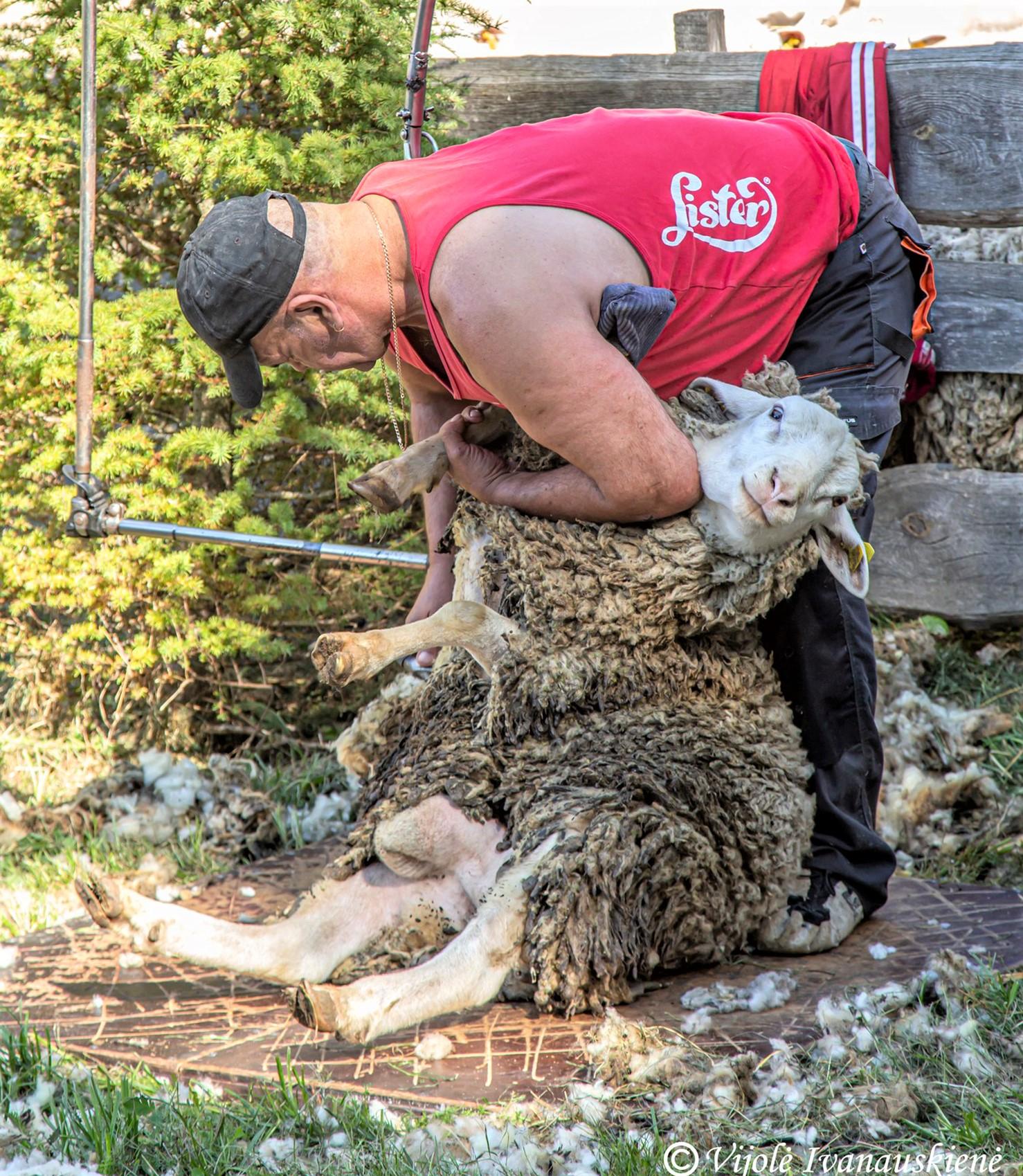 Vaitkuškio dvare – kasmetinės avių grožio procedūros / Vijolės Ivanauskienės nuotr. Ne pirmą kartą kerpamos avys šios procedūros nebijo.