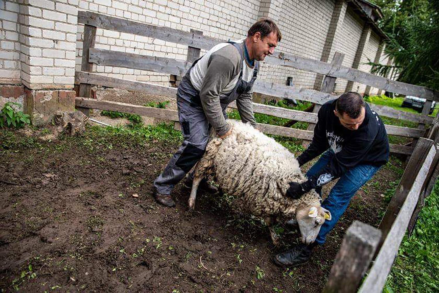 Vaitkuškio dvare vyko avių kirpimo šventė / Avių kirpimas – daugeliui nematytas reginys.  Organizatorių nuotr.
