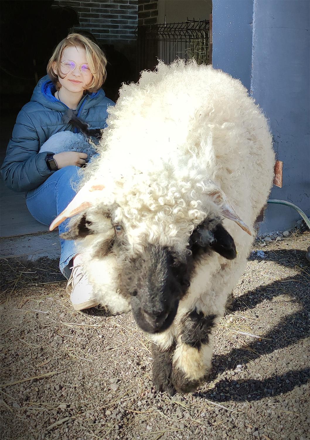 Vilkai papjovė išskirtinės veislės dresuotą aviną / Giedrės ir Gedimino Pupšių šeimos archyvo nuotr. Vilko grobiu tapo šeimos verslo įmonės „Litwool“ numylėtinis – retos veislės dresuotas avinas.