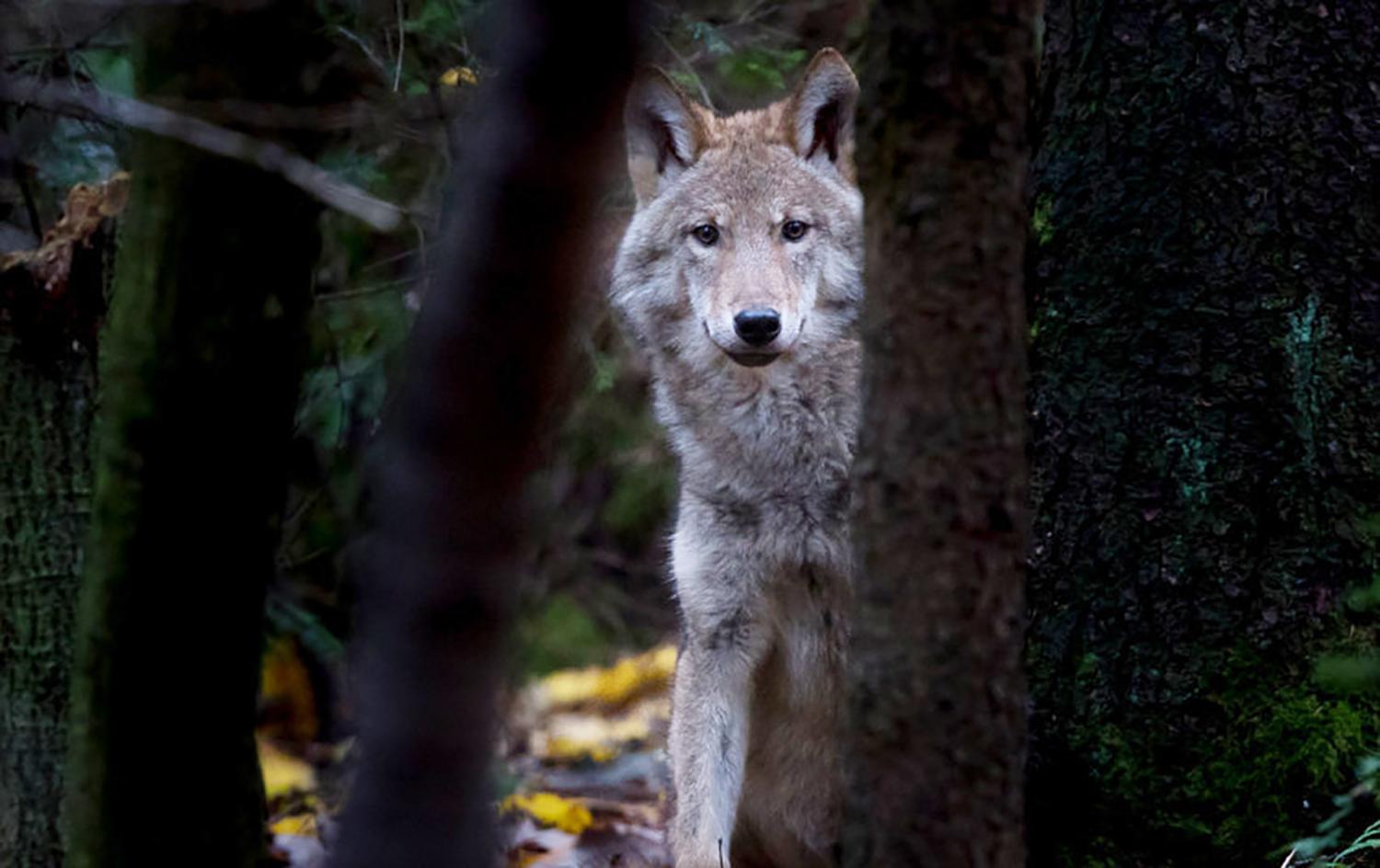 Vilkas – kiekvieno medžiotojo geidžiamas laimikis / Šio sezono metu Lietuvoje sumedžiota 190 vilkų.  Aplinkos ministerijos nuotr.