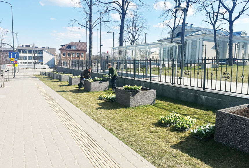 Miestą puoš 5 200 našlaičių žiedų
